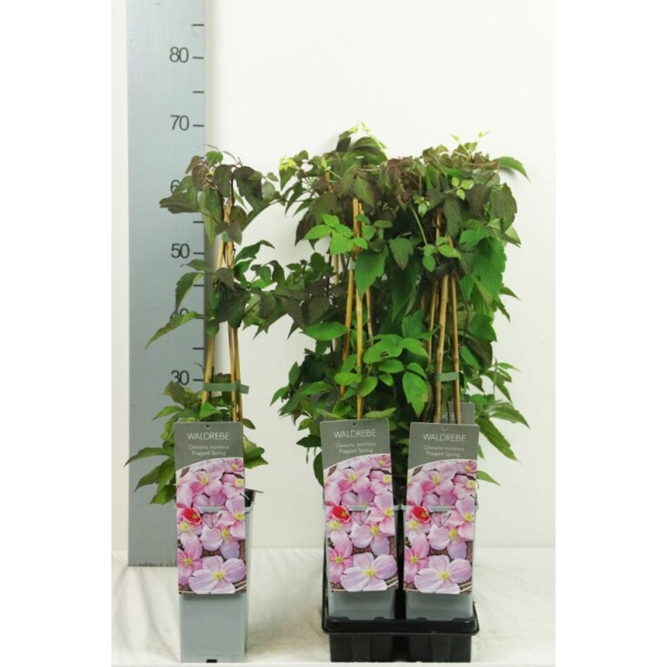Klematis – Clematis 'Fragrant Spring' - C2 50-60 CM 3 Stick